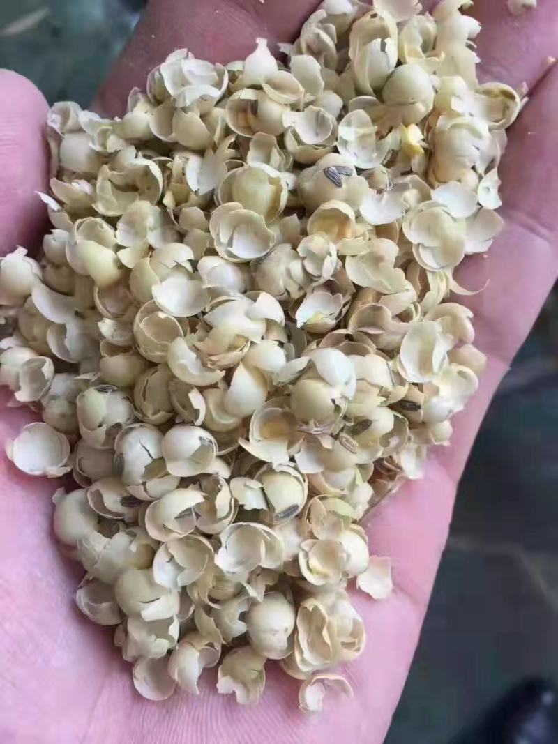 黄豆壳蛋白含量高脂肪高本公司常年出售