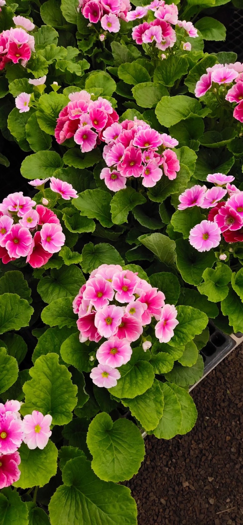 四季樱花观赏植物养护简单量大优惠基地直售