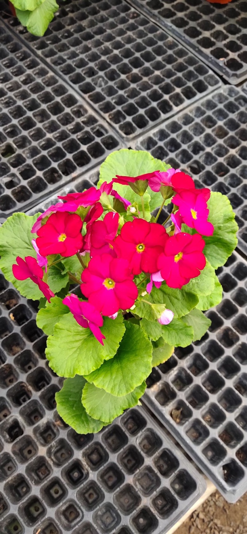 四季樱花观赏植物养护简单量大优惠基地直售