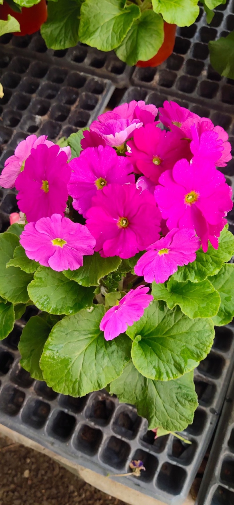 四季樱花观赏植物养护简单量大优惠基地直售