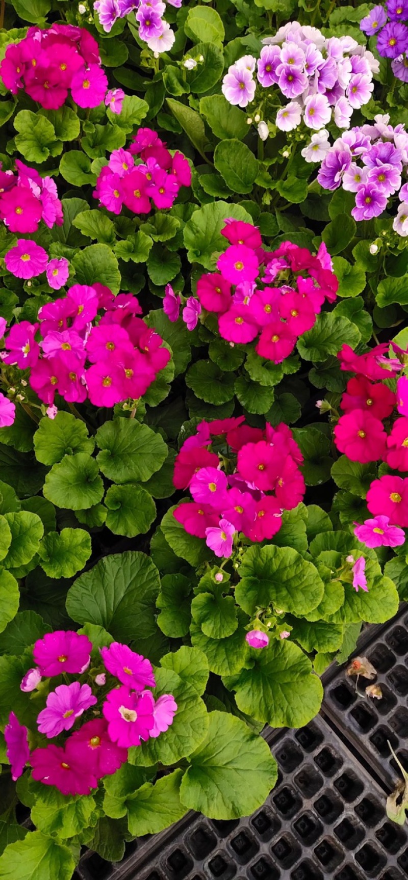 四季樱花观赏植物养护简单量大优惠基地直售