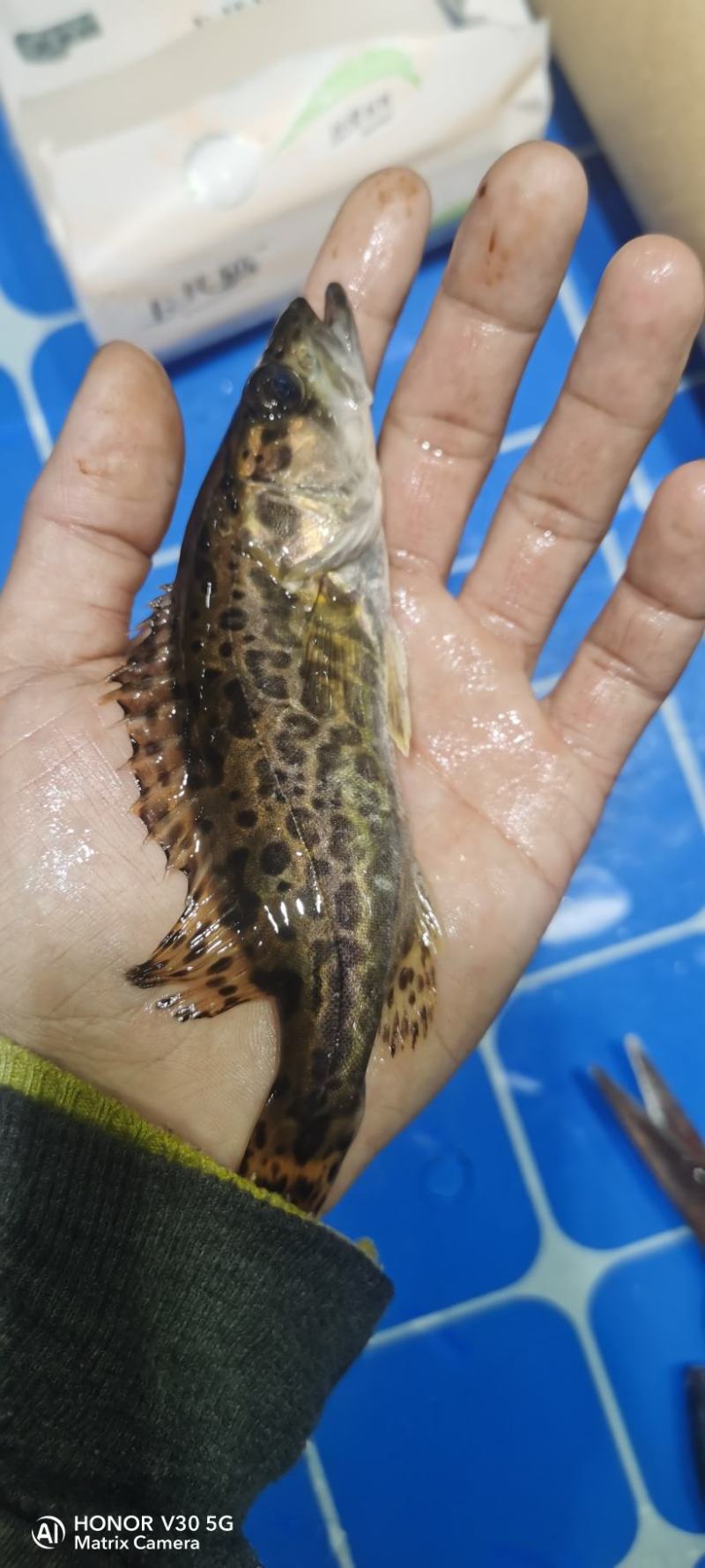 南康区斑鳜苗子