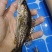 南康区斑鳜苗子