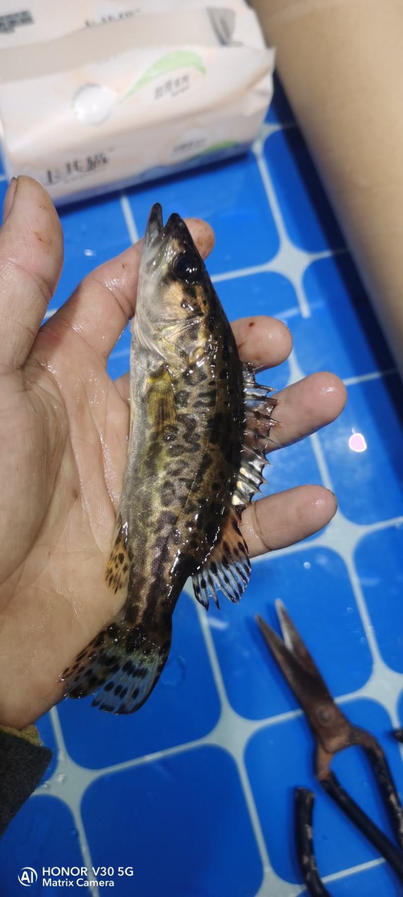 南康区斑鳜苗子
