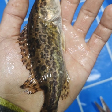 南康区斑鳜苗子