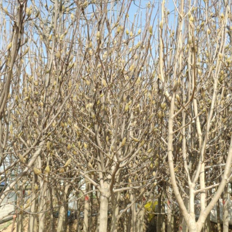 3-5公分红玉兰，紫玉兰保成活率高，免费技术指导