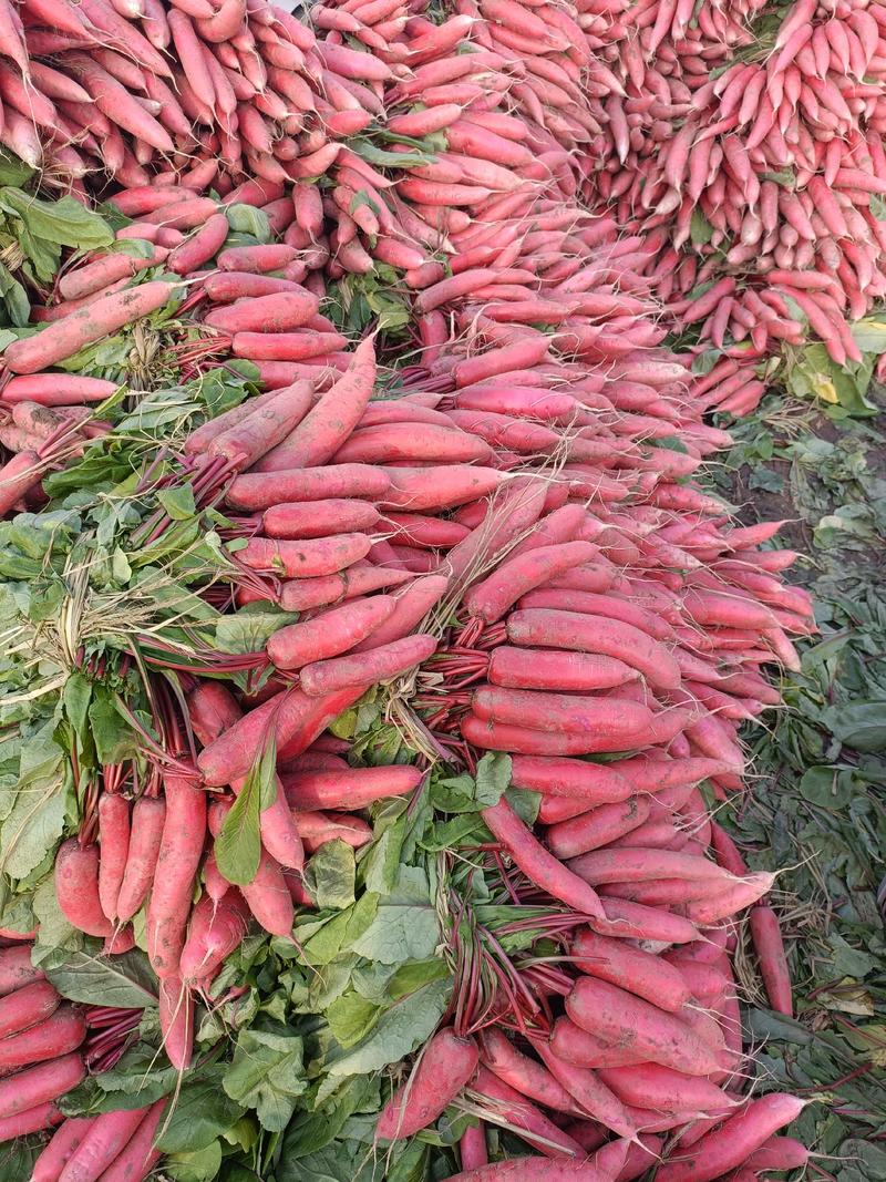 山东【红皮水萝卜】大量上市，产地批发，价格便宜