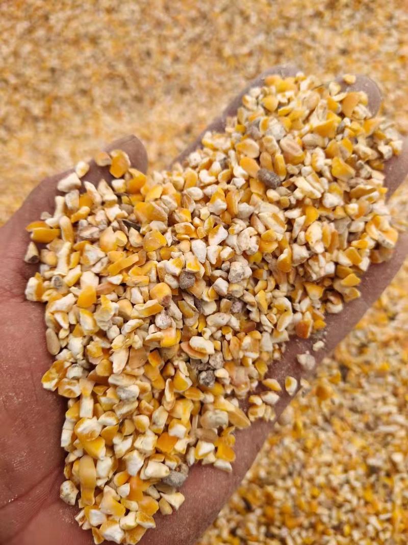 本公司常年出售优质玉米漏水分低无霉变质量保证