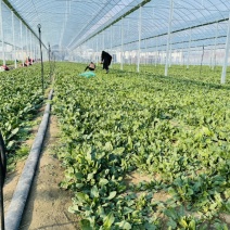 规格齐全菠菜保质保量价格美丽订多包送产地直发
