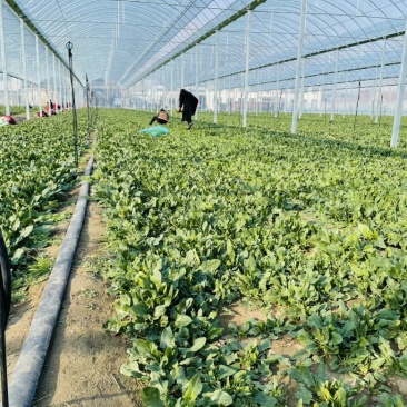 规格齐全菠菜保质保量价格美丽订多包送产地直发