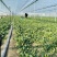 规格齐全菠菜保质保量价格美丽订多包送产地直发