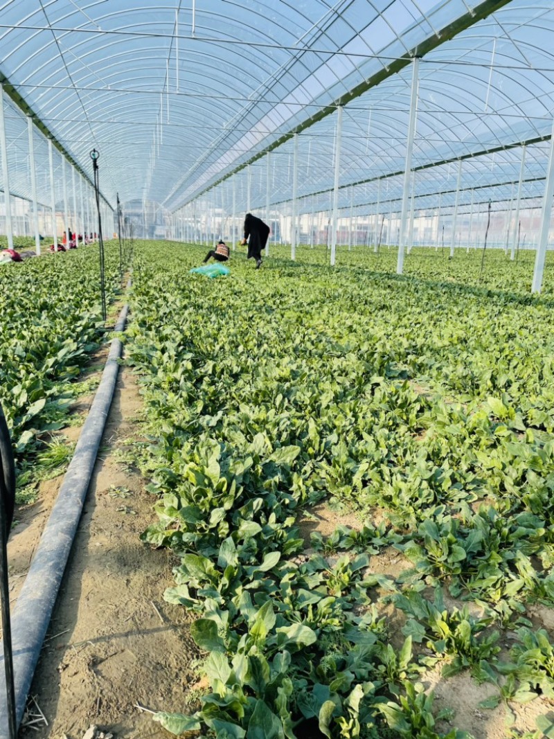 规格齐全菠菜保质保量价格美丽订多包送产地直发