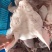 肥猪一级国产无耳猪头