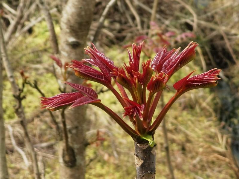 大竹香椿