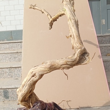 金银花盆景老桩，盆栽地栽都可以适合南北方