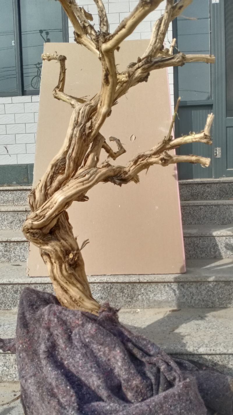 金银花盆景老桩，盆栽地栽都可以适合南北方