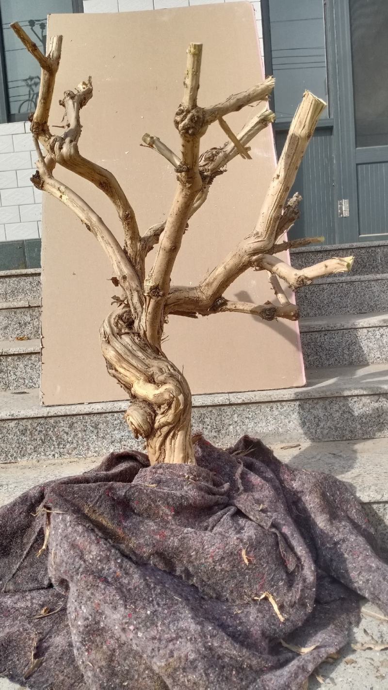 金银花盆景老桩，盆栽地栽都可以适合南北方