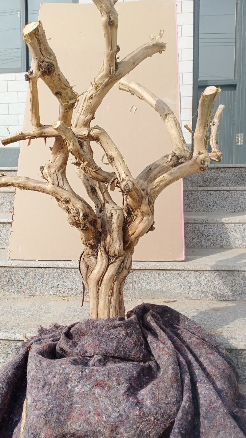 金银花盆景老桩，盆栽地栽都可以适合南北方
