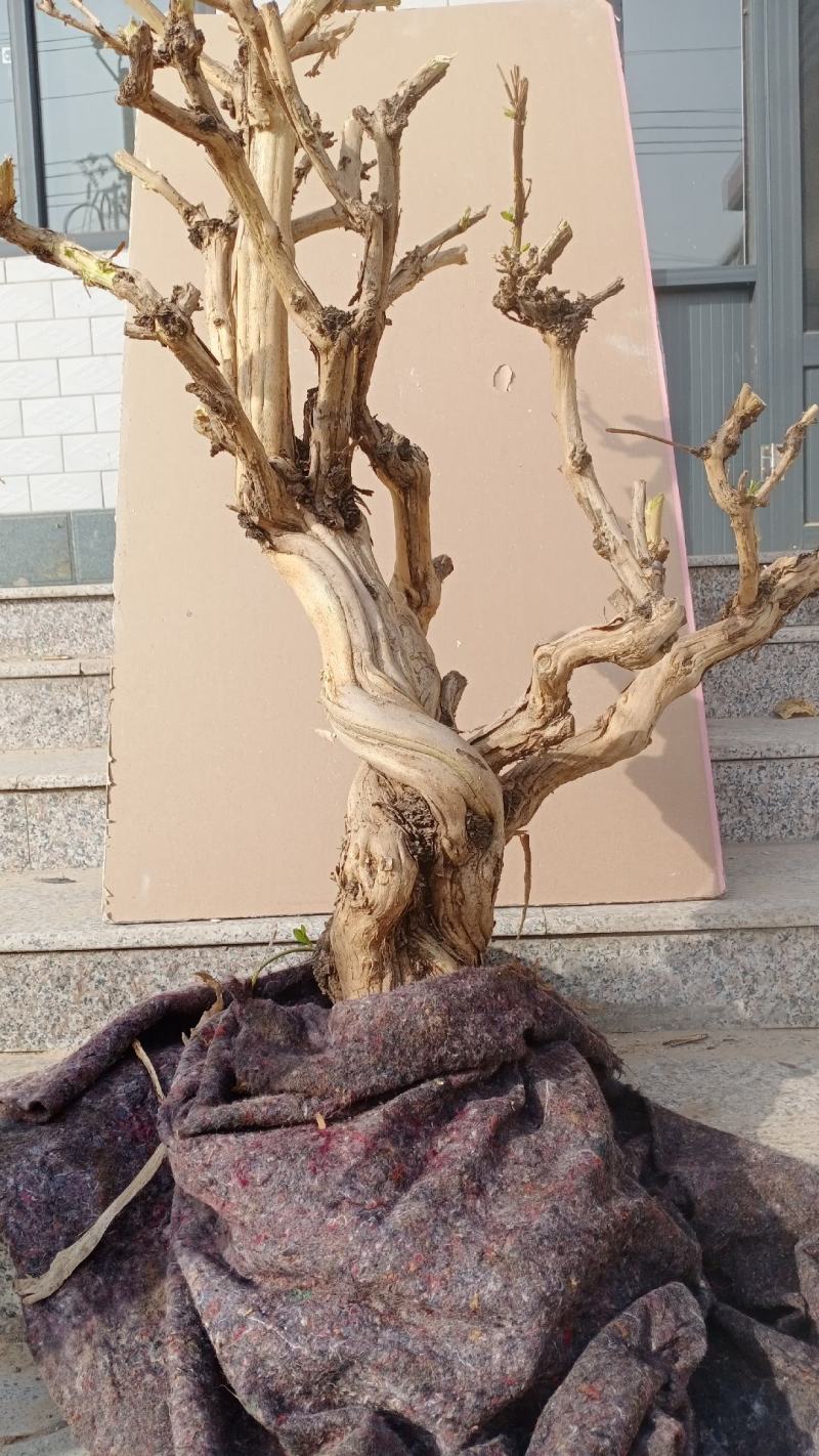 金银花盆景老桩，盆栽地栽都可以适合南北方