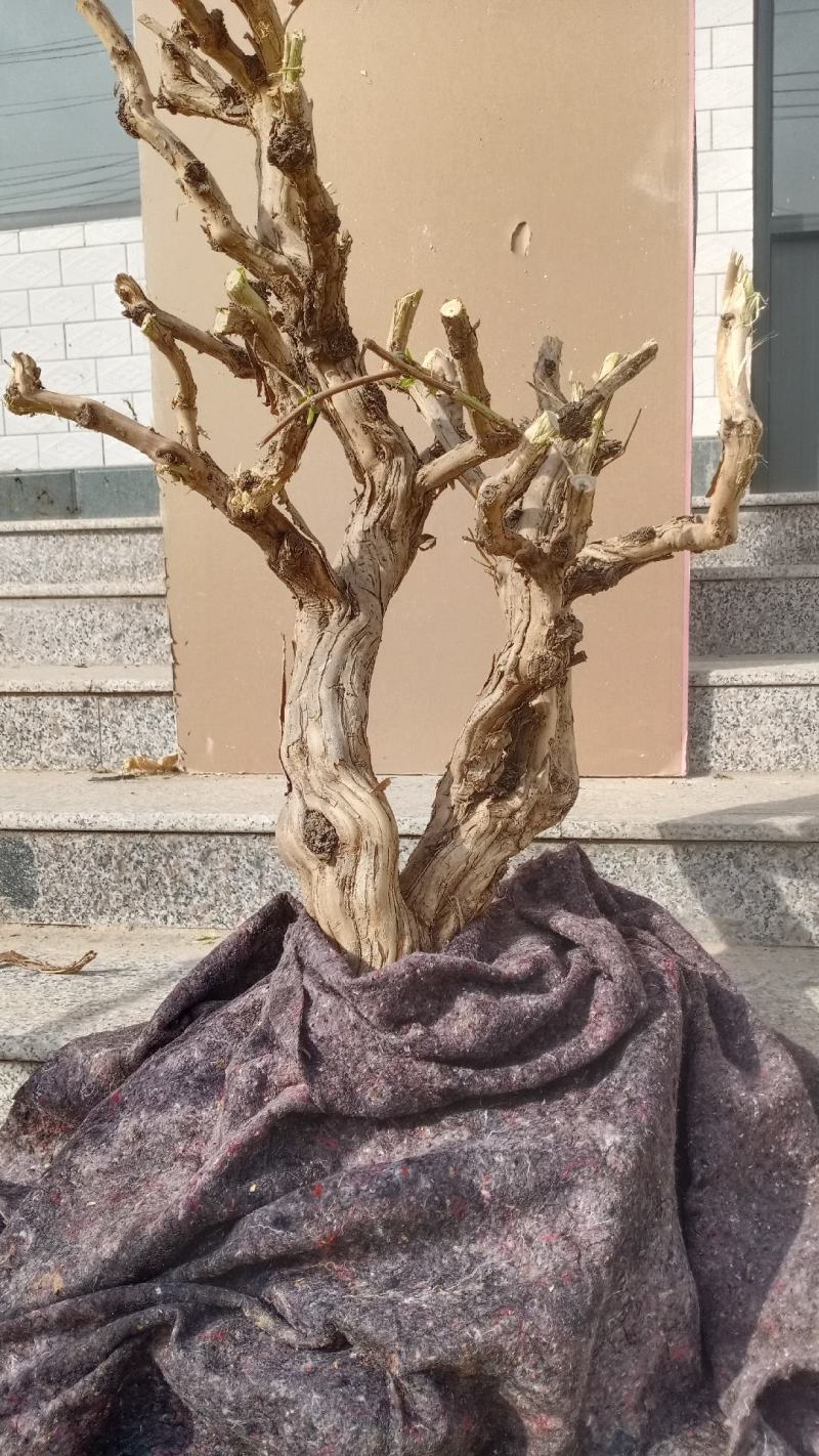 金银花盆景老桩，盆栽地栽都可以适合南北方