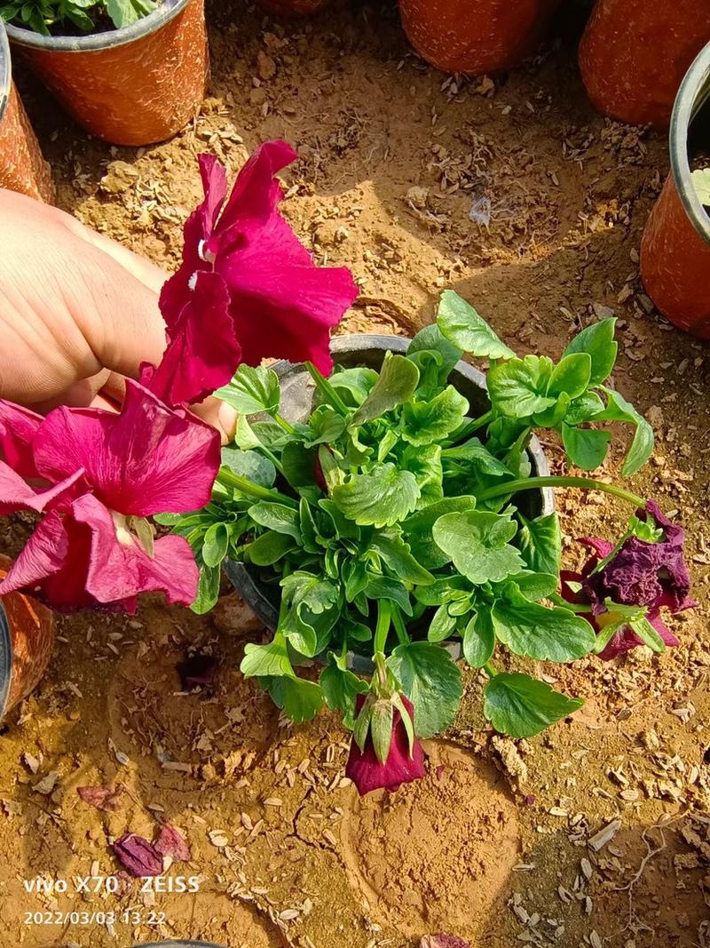 三色堇观赏植物绿化工程盆栽养护简单易管理颜色齐全量大优惠