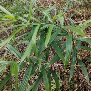 黄精