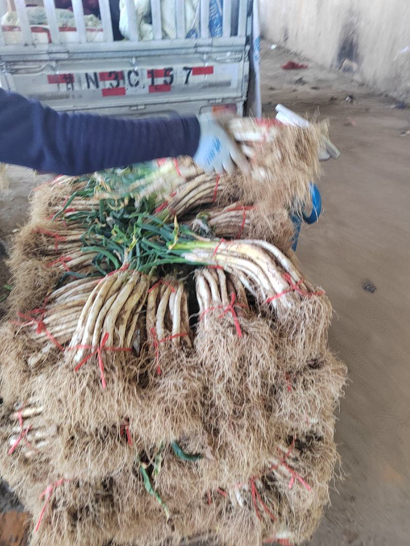 露天羊角葱大量上市产地直销，实力代办，诚信经营