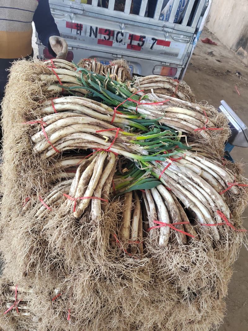 露天羊角葱大量上市产地直销，实力代办，诚信经营