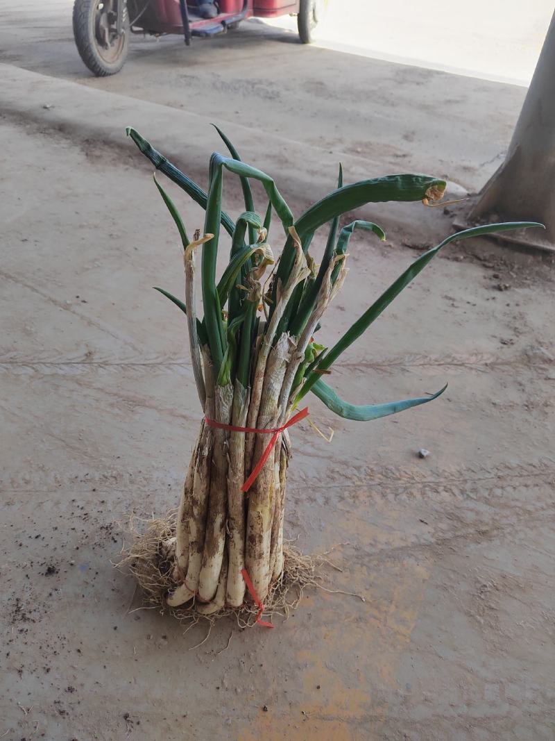露天羊角葱大量上市产地直销，实力代办，诚信经营