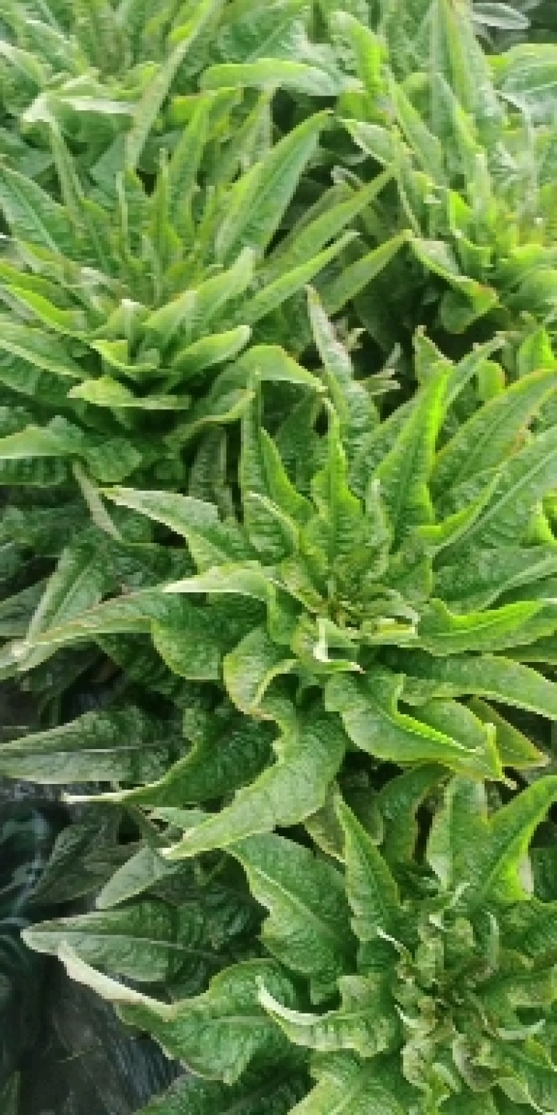 莴苣莴笋都在两斤半以上，精品莴笋，量大从优，50公分左