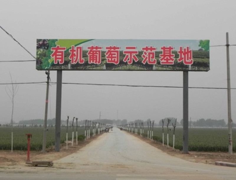 常年为广大水果客商代办大棚鲜葡萄等代收