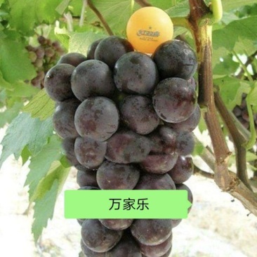 常年为广大水果客商代办大棚鲜葡萄等代收
