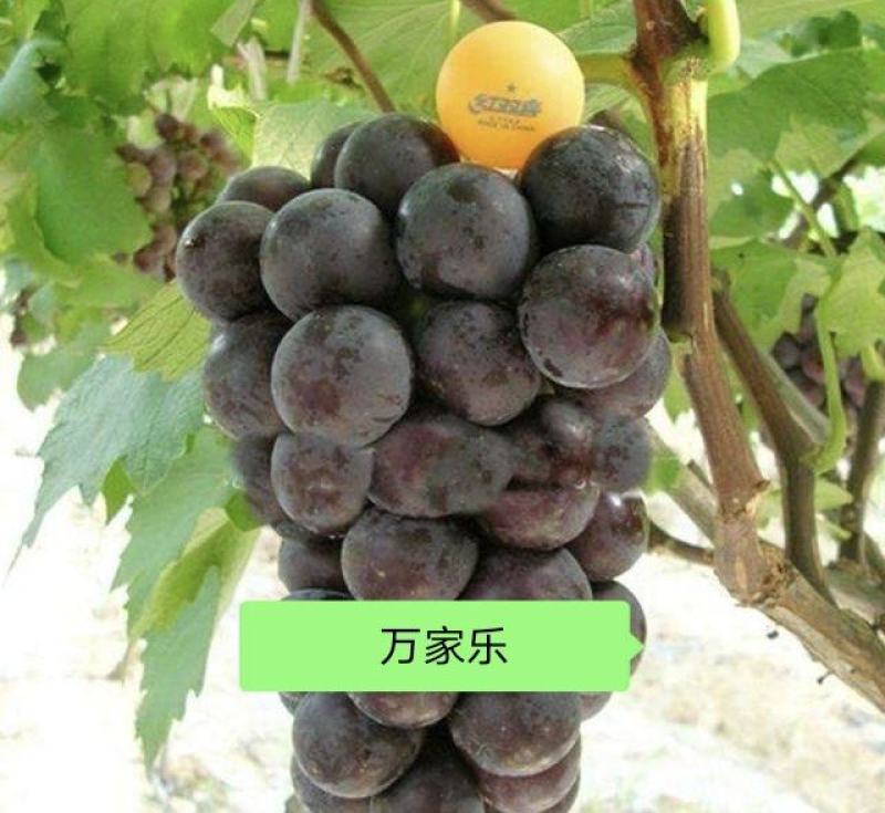 常年为广大水果客商代办大棚鲜葡萄等代收