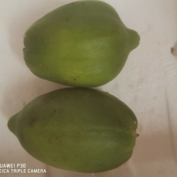 广西木瓜新鲜蔬菜木瓜木瓜沙拉木瓜煲汤下奶