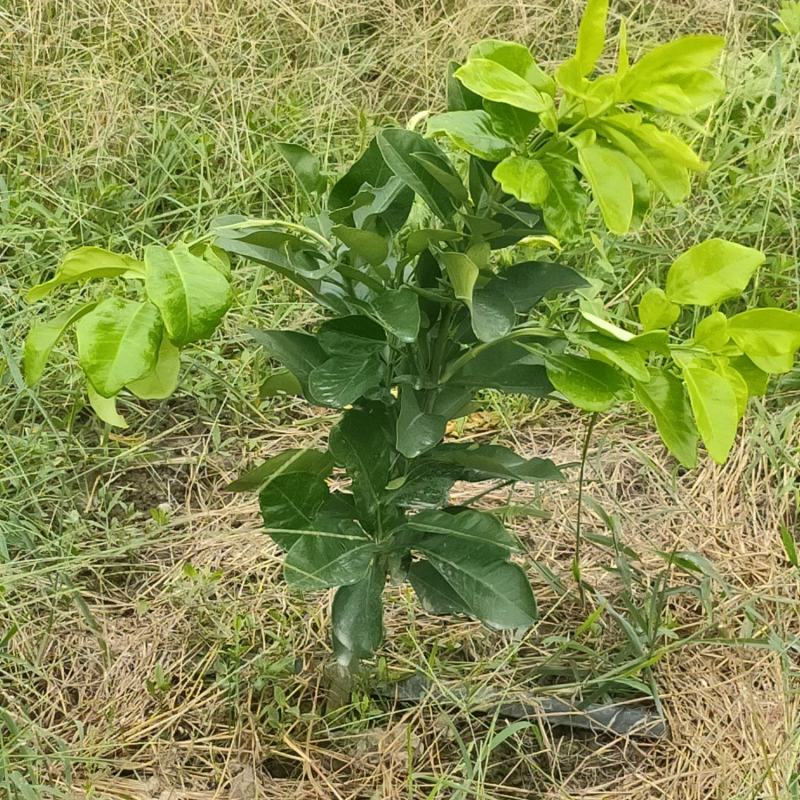 福建漳州平和琯溪三红柚苗
