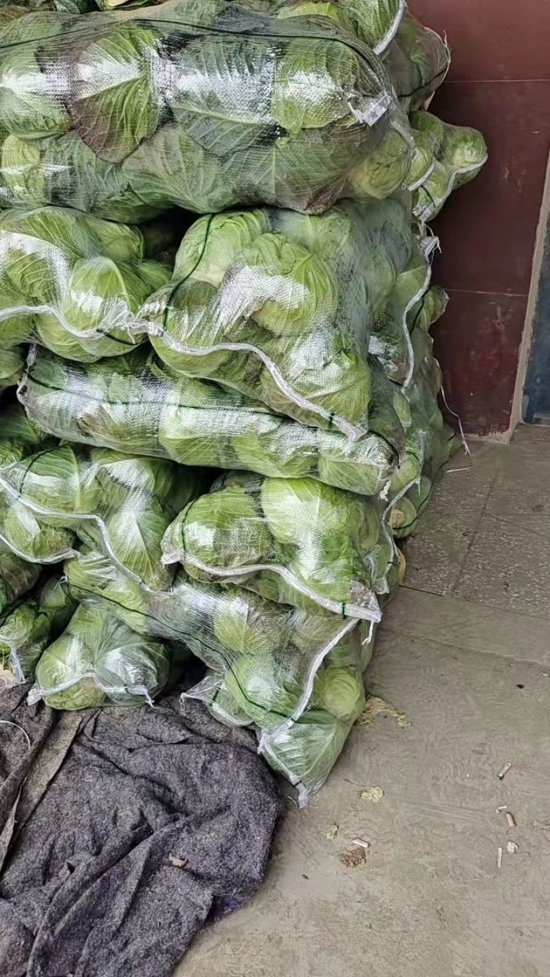 旺旺甘蓝圆包甘蓝产地直供一手货源基地看货论