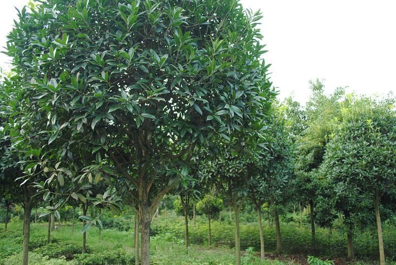 四季丹桂盛开的场景