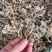 五倍子花五倍花中药材五倍子花文蛤百虫仓五蓓子角蓓花