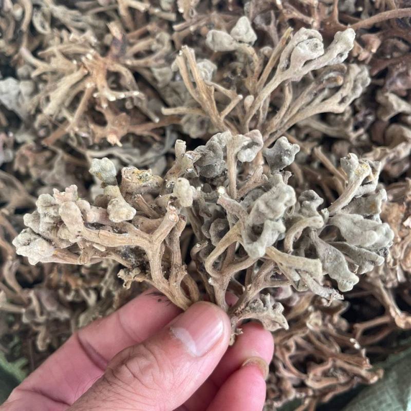 五倍子花五倍花中药材五倍子花文蛤百虫仓五蓓子角蓓花