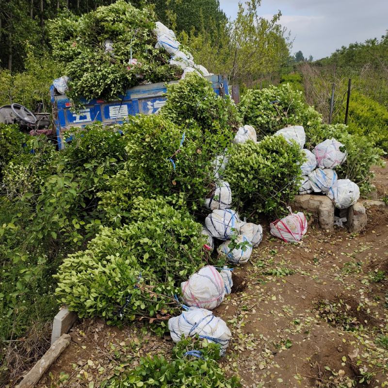 卫矛球批发，山东卫矛球供应