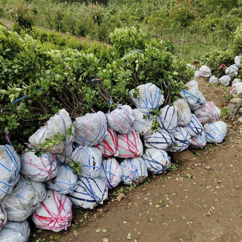 卫矛球批发，山东卫矛球供应