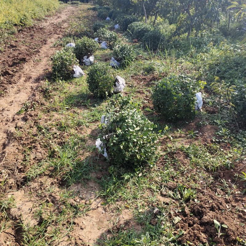 卫矛球批发，山东卫矛球供应