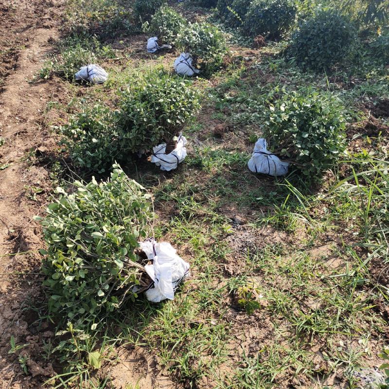 卫矛球批发，山东卫矛球供应