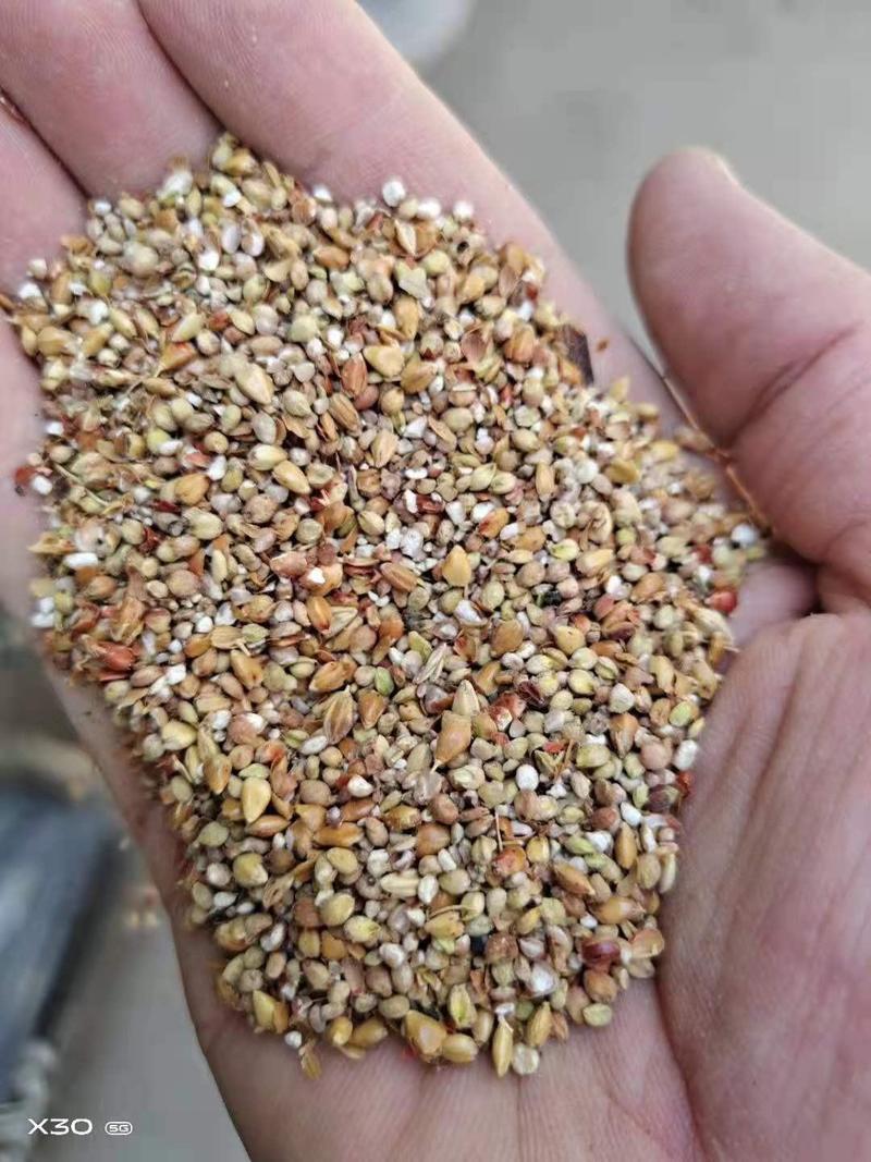 【促销】碎高粱籽适用于饲料厂添加，养殖户，喂牛，羊，猪