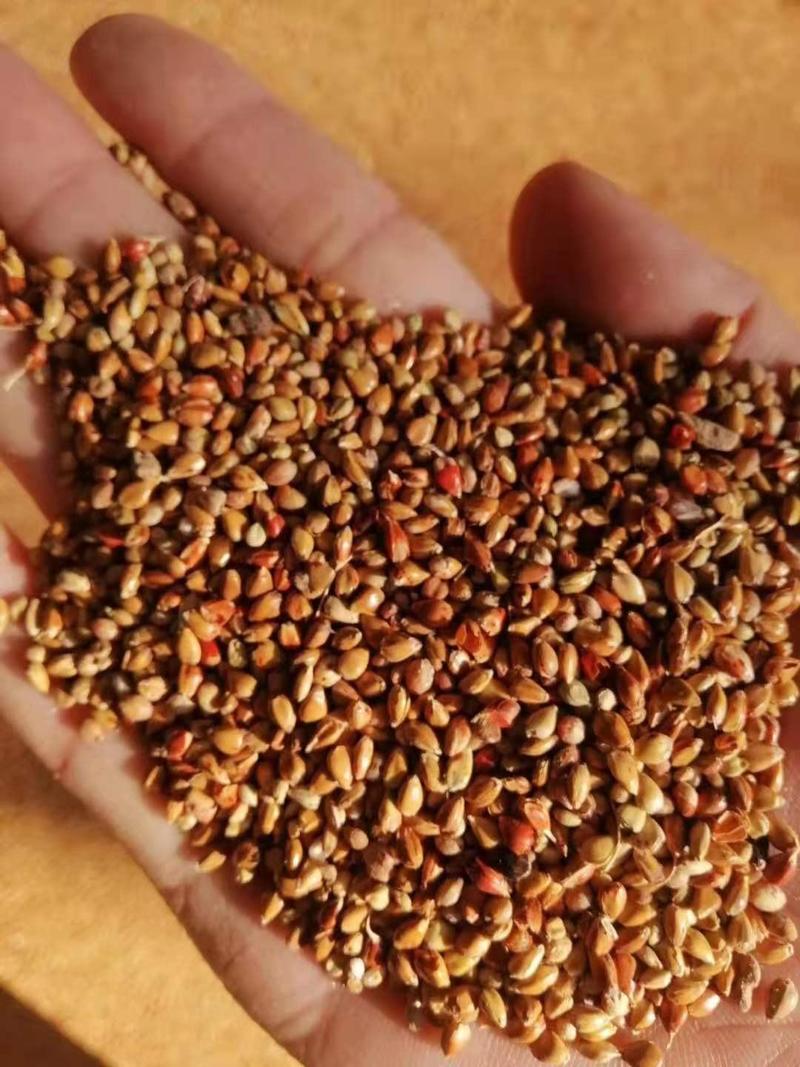 【促销】碎高粱籽适用于饲料厂添加，养殖户，喂牛，羊，猪