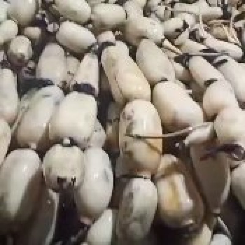 专业生产优质莲藕苗，主产赛珍珠藕种，六号，新三五，花旗莲