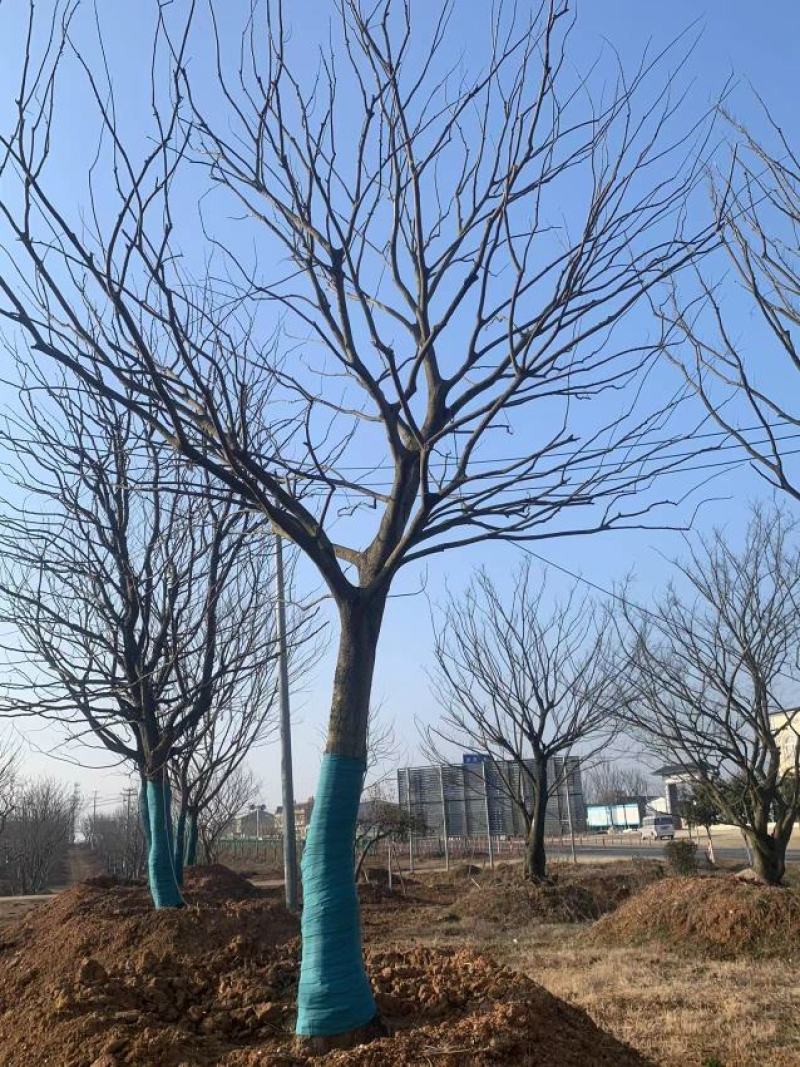 精品朴树