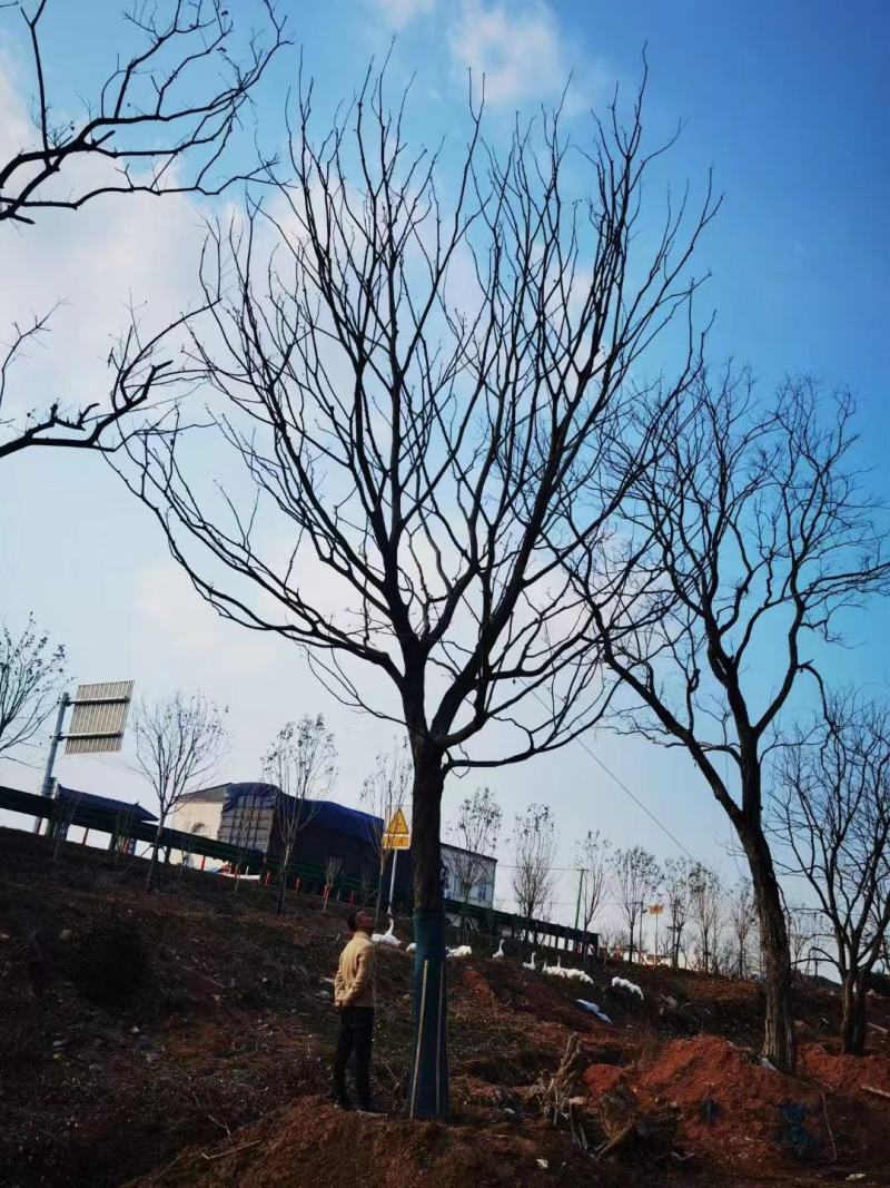 精品朴树