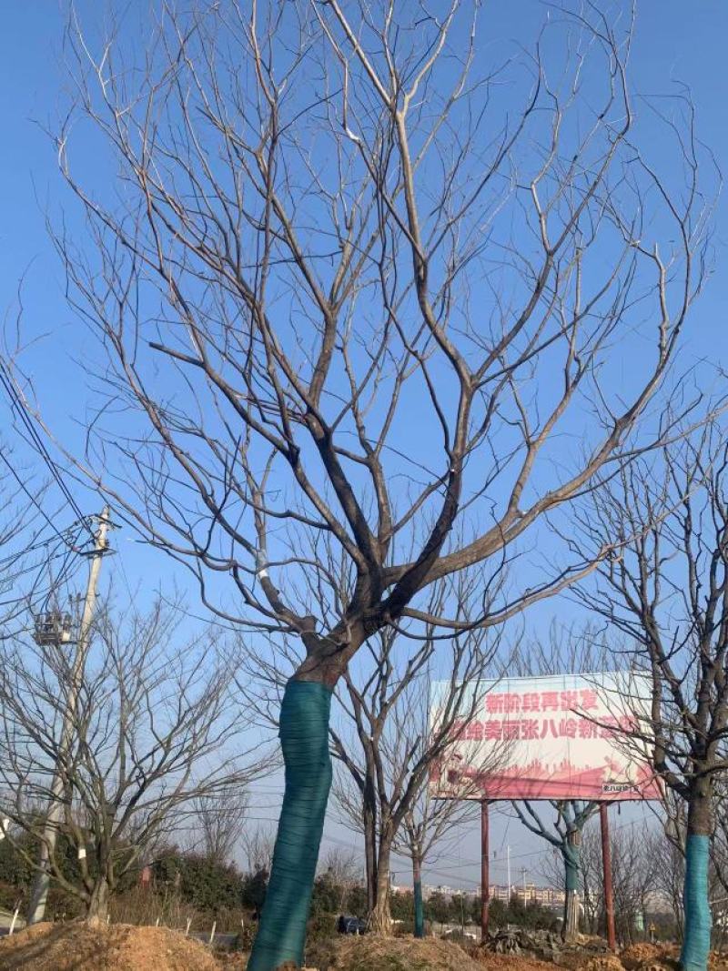 精品朴树