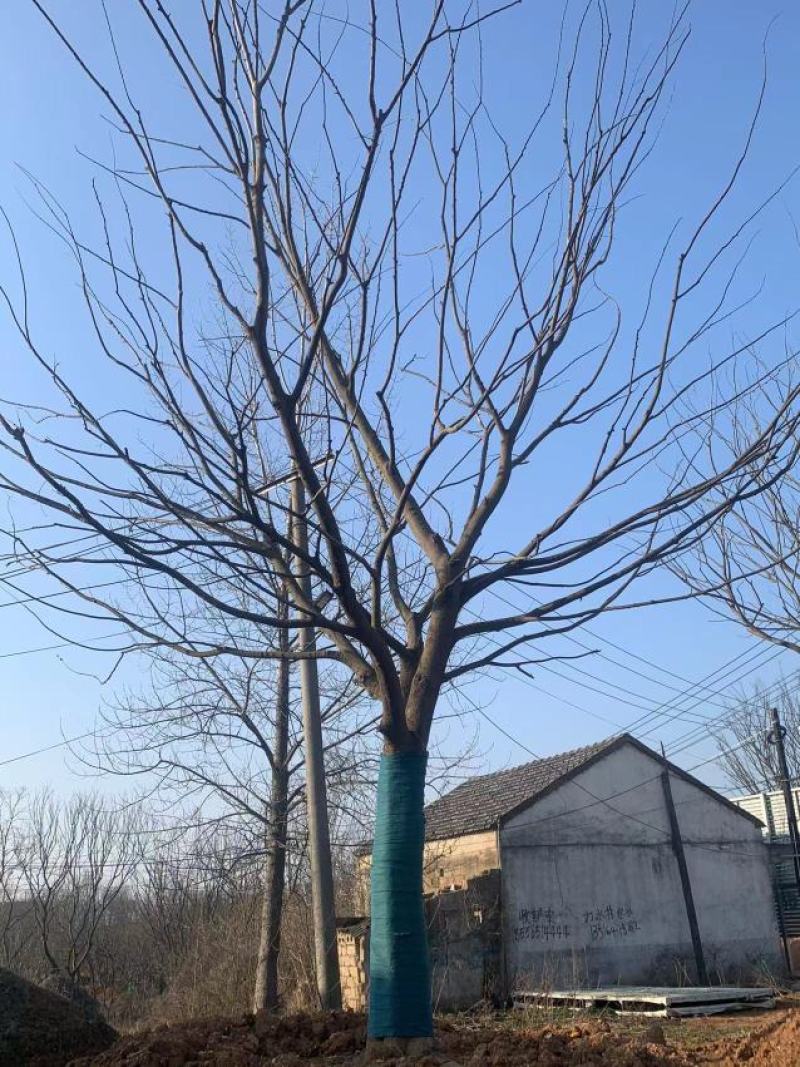 精品朴树